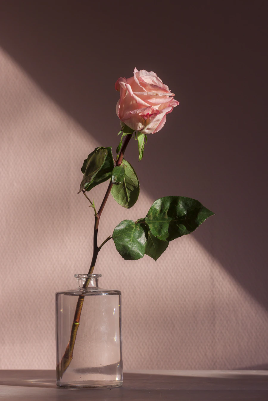 Eine einzelne Rose in weichem Licht